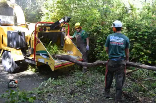 tree services Micanopy